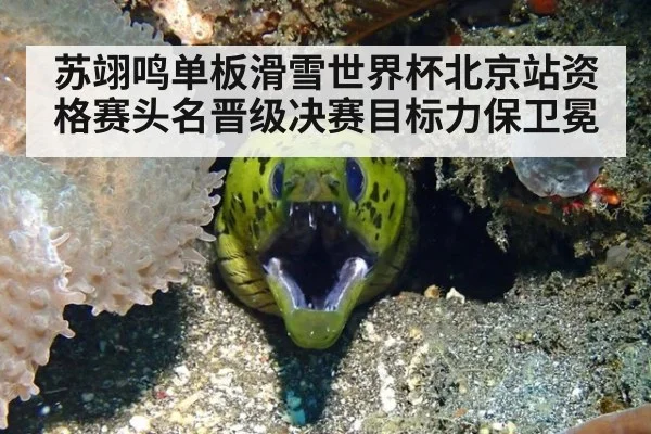 苏翊鸣单板滑雪世界杯北京站资格赛头名晋级决赛目标力保卫冕
